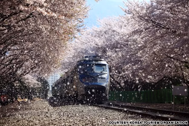  5. Kyeong-Wha Station, Jinhae: Vào mùa xuân, hoa anh đào rơi xuống như mưa trên đường xe lửa khiến bạn có cam giác như đang đi dưới đường hầm hoa anh đào. Đây là vẻ đẹp độc đáo của đất nước Hàn Quốc.