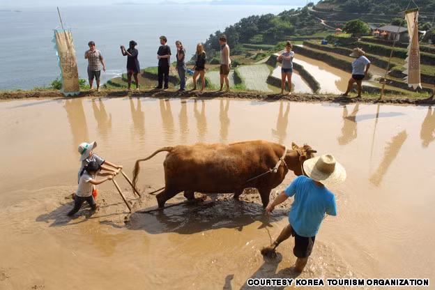  2. Darangi Village: Một ngôi làng nhỏ ở phía Nam của Nam Hae, nơi có những thửa ruộng bậc thang lên đến 100 cấp độ.