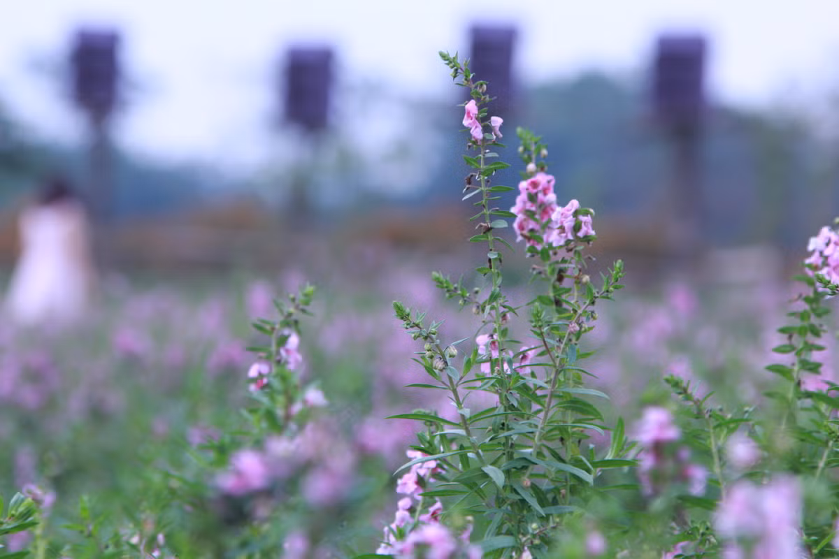 Hoa ngọc hân có nguồn gốc từ nước Brazil, được thuần hóa ở các vùng nhiệt đới Đông Á, còn có tên gọi khác là hoa bâng khuâng.