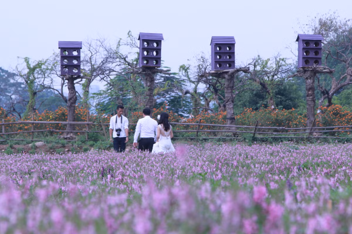 Trên cánh đồng hoa sắc hoa tím thủy chung này, nhiều đôi lứa cũng chọn lựa là địa điểm chụp ảnh cưới lãng mạn để ghi lại lòi hẹn ước tình yêu.