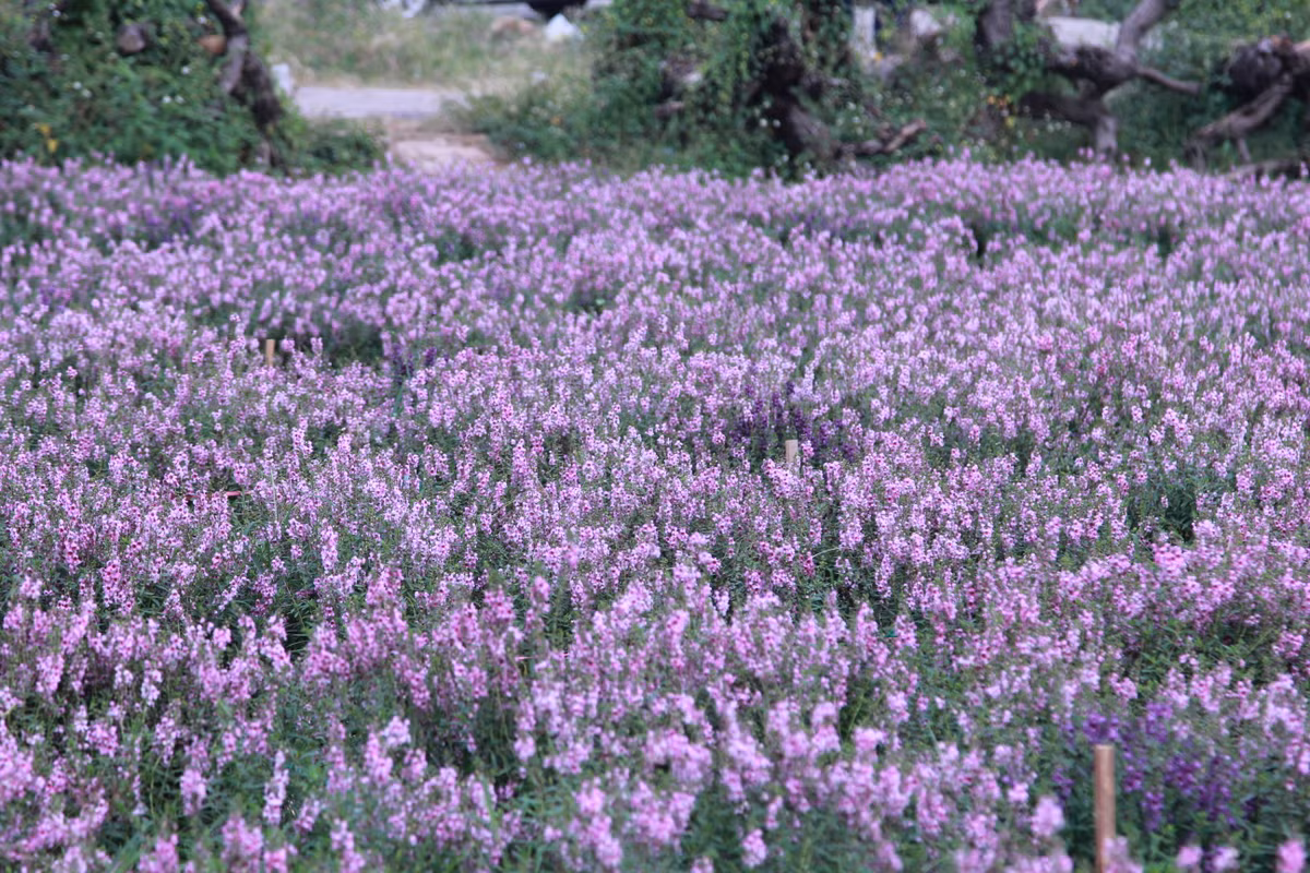 Sắc tím này không trộn lẫn với sắc tím lưu ly hay một loài hoa nào khác, bởi đan xen những cành hoa là màu tím đậm nhạt khác nhau.
