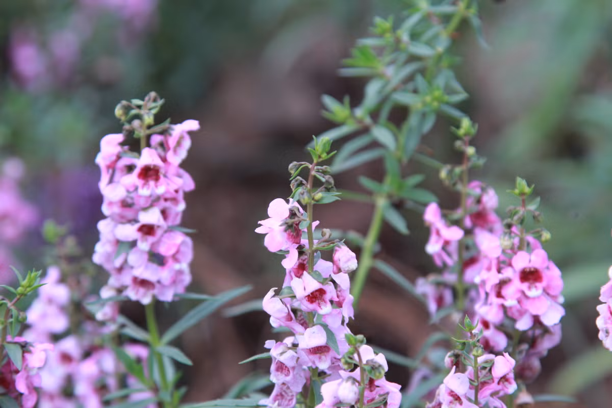 Vườn hoa này đã bắt đầu nở rộ, hứa hẹn sẽ trở thành địa điểm check in mới của giới trẻ Hà Thành. Ảnh: Mộc Trà