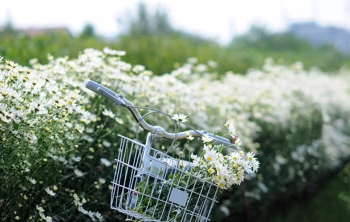 Hàng năm, cứ mỗi dịp chớm đông, những bông cúc họa mi lại len lỏi khắp phố phường Hà Nội. Nhà nhà đặt những bó cúc họa mi đẹp tinh khôi để trên bàn, người người nô nức đến cánh đồng hoa cúc họa mi trắng để ghi lại khoảnh khắc tuyệt vời nhất. Người lớn cũng vậy, trẻ em cũng vậy đều ngẩn ngơ, xao xuyến trước những nụ hoa e ấp quá đỗi yêu kiều. Ảnh: Phunuonline.