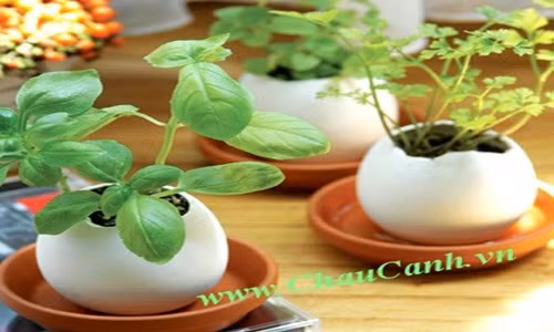 Trồng cây. Sau khi ăn trứng, hãy rửa vỏ sạch và đổ một chút đất vào để trồng cây. Chúng có thể sẽ cung cấp cho bạn cả một giàn rau mầm ăn sống. Hoặc bạn cũng có thể trồng để trang trí trên bậu cửa, trên bàn.