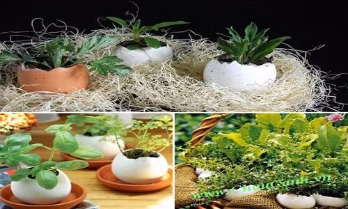 Có hàng tá cách để trang trí nhà cửa nhưng để rẻ và đẹp thì hãy tận dụng hết các tác dụng của vỏ trứng. Không chỉ phục vụ trang trí, vỏ trứng còn rất hữu ích trong làm vườn
