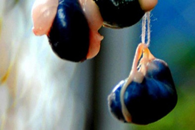 Mật lợn có tác dụng chủ yếu là giảm đau, diệt khuẩn, tiêu viêm và làm lành các vết thương. Nếu dùng mật khi còn tươi sẽ rất đắng, do đó để dễ uống và dễ bảo quản thì người ta cô đặc mật lợn thành cao dùng dần. Ảnh: Tinvn.