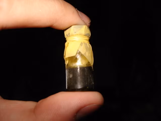 Mật gấu. Đây là loại thuốc quý đứng đầu trong các loại mật động vật, chữa được nhiều bệnh hiệu quả. Mỗi lần dùng 0,5g mật gấu khô hòa cùng nước ấm, ngày dùng 3-4 lần mật gấu có thể chữa viêm tấy, tụ máu, bầm tím. Ảnh: Tienphong.