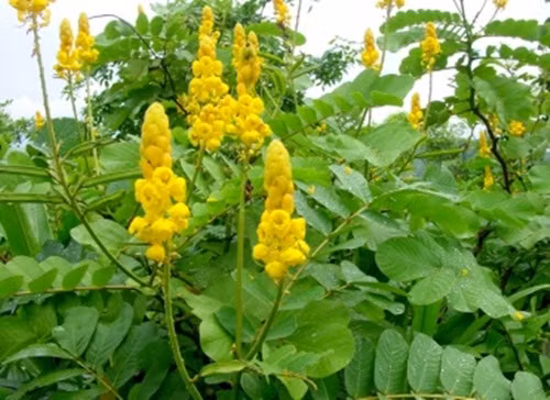 Lá cây muồng muỗng. Lá muồng muồng không những được dùng để trị chứng mất ngủ mà còn được coi như là "thần dược" để giảm mỡ bụng nhanh chóng. Đây là kinh nghiệm dân gian được người xưa áp dụng thành công nên được lưu truyền tới nay. Ảnh: Alobacsy.