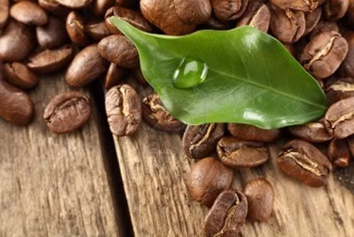 Lá cà phê. Không chỉ hạt mà lá cây cà phê còn có tác dụng giảm cân hiệu quả bởi dược chất trong lá cà phê có tác dụng kích thích tiêu hóa, tiêu nước, tiêu phù nếu bạn bị thừa cân, béo phì kèm theo các triệu chứng khó tiêu, đầy bụng, người phù nề. Ảnh: Tangcangiamcan.