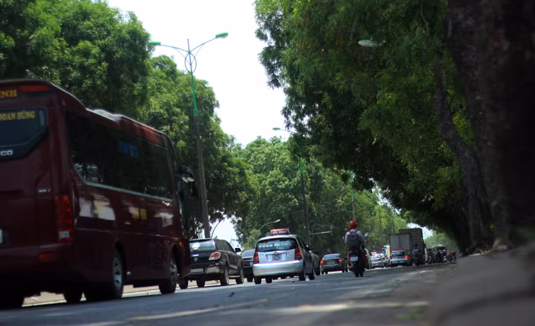 Đáng chú ý, trong số những cây này có 986 cây xà cừ với đường kính từ 0,4m đến 1,2m; 38 cây sấu; 65 cây hoa sữa; 11 cây phượng vĩ…