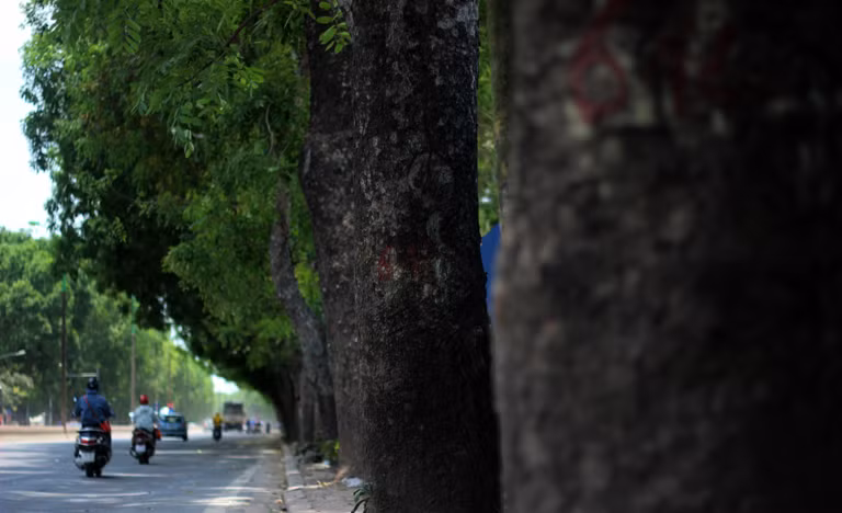 Ngắm nhìn hàng cây xanh mướt ai cũng tỏ ra tiếc nuối.