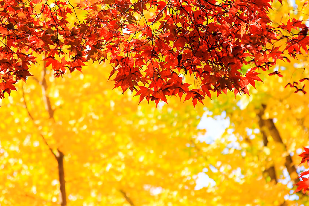 Mua thu tai hon dao trong phim "Ban tinh ca mua dong"