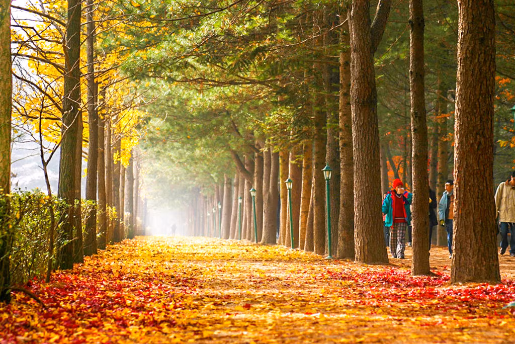 Nami không thiếu những địa điểm khiến du khách say mê. Tuy nhiên, để có chuyến đi hiệu quả nhất, đường cây trung tâm chính là một trong những địa điểm mà bạn không thể bỏ qua khi đặt chân lên Nami. Con đường đẹp như phim này chạy từ phía bắc của đảo, bắt đầu từ bến Nami, đến Quảng trường Trung tâm. Ảnh: Naminara.