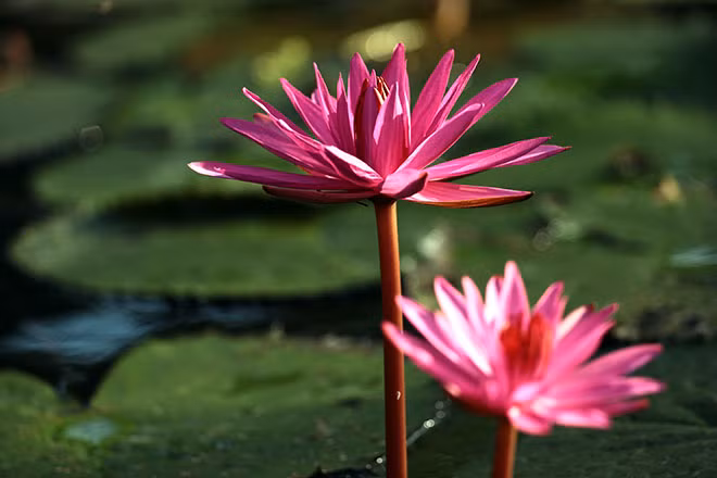 Nếu đã từng đến chùa Hương có lẽ bạn sẽ chẳng xa lạ với cái tên suối Yến, vì nó là con đường thủy duy nhất để dẫn bạn tới vãn cảnh chùa Hương.