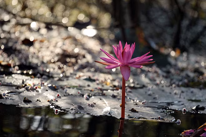 Hoa súng được nhiều người dân yêu thích bởi nó biểu hiện cho sự mạnh mẽ và bình yên. Loài hoa này thường nở rộ dưới cái nắng hanh hao man mát của mùa thu nhưng khi nắng lên quá vai và gắt hơn thì những cánh hoa súng bắt đầu khép lại, chờ đợi nở rộ đón ánh nắng của ngày hôm sau.