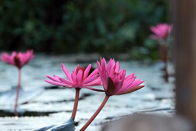 Vì thế nếu muốn chiêm ngưỡng trọn vẹn vẻ đẹp mùa hoa súng, bạn nên đi từ lúc sáng sớm để ngắm nhìn những nụ hoa còn ướt đẫm sương đêm nhưng vẫn hé nụ cười tươi như một lời chào buổi sáng. Hoa súng thường nở đơn lẻ nhưng chính sự lờ lững, đơn lẻ, lấp ló trên mặt nước đã tạo nên 1 nét riêng biệt cho loài hoa này.