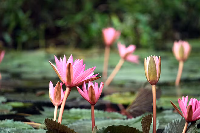 Người ta nói, nếu tìm về suối Yến hãy chọn lấy mùa thu, cái hẹn đến nơi đất trời giao thoa này vào mùa thu có lẽ cũng bởi vì vẻ đẹp của những bông súng. Mùa thu là mùa hoa súng nở rộ, loài hoa có màu tím đặc trưng này vươn lên từ dưới làn nước xanh mát và bung nở những cánh hoa tim tím cả một góc trời.