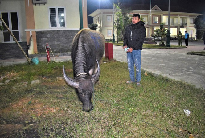  Trộm 3 con trâu của nhà hàng xóm, bán lấy tiêu Tết: Ngày 21/1, Công an huyện Quảng Trạch, Quảng Bình cho biết, vừa bắt đối tượng Võ Thanh Quang (32 tuổi, ngụ thôn Vịnh Sơn, xã Quảng Đông) trộm 3 con trâu của nhà hàng xóm. Bước đầu, Quang nhận tội và khai rằng do kẹt tiền dịp cận Tết nên đã một mình trộm trâu của gia đình chị Hằng để bán kiếm tiền.