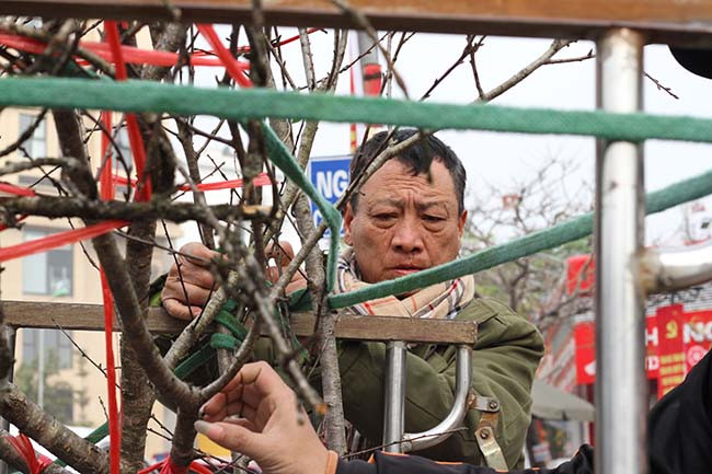 Với mỗi cành đào, người bán sẽ được cấp một tem tiêu chuẩn do UBND huyện Vân Hồ thiết kế, được Sở Khoa học - Công nghệ và Sở NN-PT&amp;NT tỉnh Sơn La tư vấn, sau đó xin ý kiến của UBND tỉnh chấp thuận.