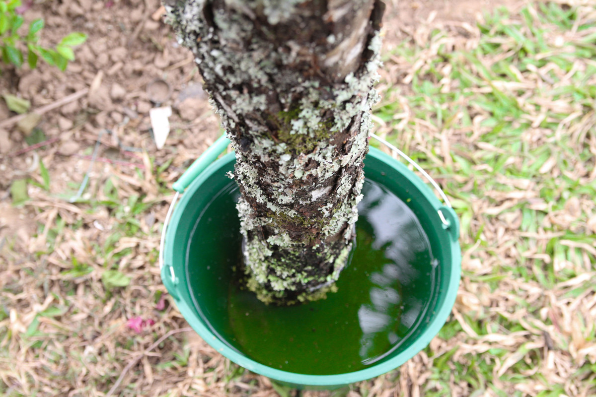 Chủ lô đào dán tem này cho biết, trong thời gian tới, nếu thuận lợi, anh sẽ tiếp tục nhập tiếp các lô khác. Số đào có dán tem được anh Hùng tập kết tại đường Lạc Long Quân (quận Tây Hồ, Hà Nội). 