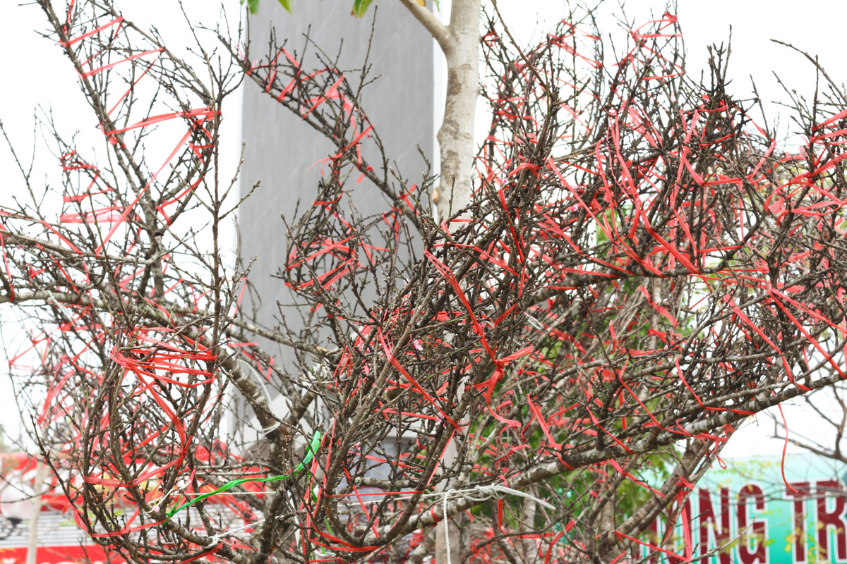 Chủ lô đào cho hay, chính quyền sở tại rất tạo điều kiện trong việc cấp phát tem, giấy xác nhận để việc thông hành được thuận tiện.