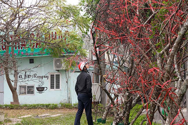 Với những người đến mua đào sẽ đều được anh Hùng tư vấn, hướng dẫn cách chăm sóc, cách chơi để đào đẹp và lâu tàn nhất.