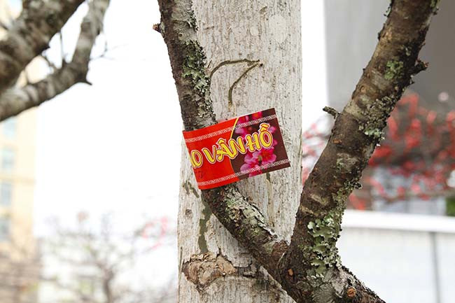 Nhận định về đào năm nay, anh Hùng cho hay, hoa sẽ nở đẹp hơn so với mọi năm cũng như thời gian chơi sẽ được lâu hơn.