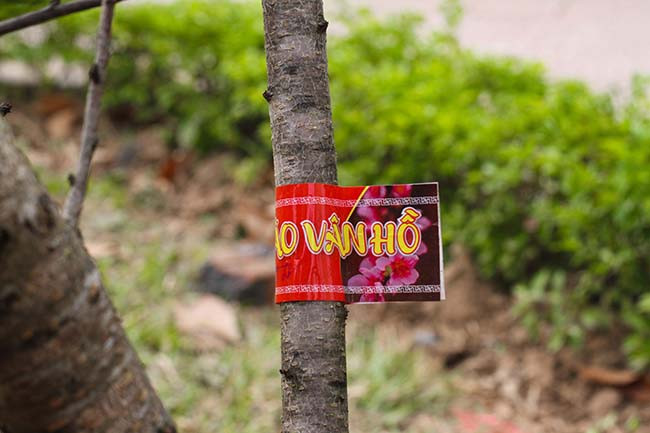 Ngoài ra, anh còn được cấp một tờ giấy xác nhận của chính quyền sở tại với nội dung đào được mua tại xã Lóng Luông để thuận lợi cho việc di chuyển, lưu thông.