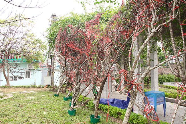 Được biết, quãng đường từ Vân Hồ về Hà Nội, xe chở lô đào 1 lần bị lực lượng chức năng yêu cầu dừng xe và xuất trình giấy tờ. 