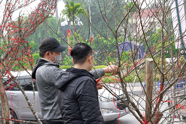 Trước khi vận chuyển về xuôi, anh Hùng cùng hộ trồng thống nhất về số lượng mua sau đó người dân sẽ nhận tem dán của chính quyền và dán trực tiếp lên đào trước khi đưa về xuôi. 