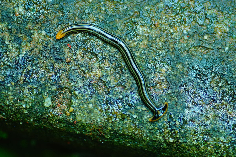 Giun đầu búa được tìm thấy trên khắp thế giới. Ở châu Âu và Bắc Mỹ, chúng là loài xâm hại nguy hiểm khi tiêu diệt giun đất, làm ảnh hưởng đến hệ sinh thái địa phương. Ảnh: Wikipedia.