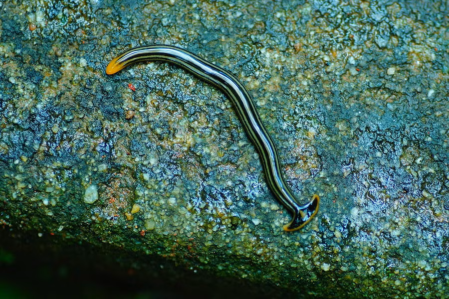 Giun đầu búa được tìm thấy trên khắp thế giới. Ở châu Âu và Bắc Mỹ, chúng là loài xâm hại nguy hiểm khi tiêu diệt giun đất, làm ảnh hưởng đến hệ sinh thái địa phương. Ảnh: Wikipedia.