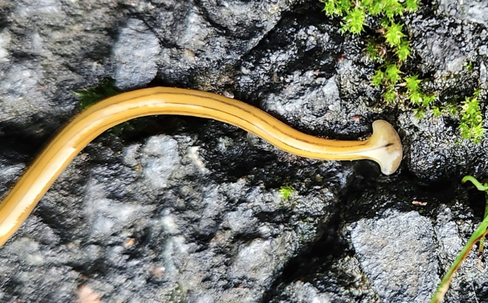 Giun đầu búa chủ yếu sống ở môi trường ẩm ướt, mát mẻ để giữ đủ nước cho cơ thể. Chúng thường sinh sống trong các khu rừng, nhưng cũng xuất hiện ở khu vực dân cư.