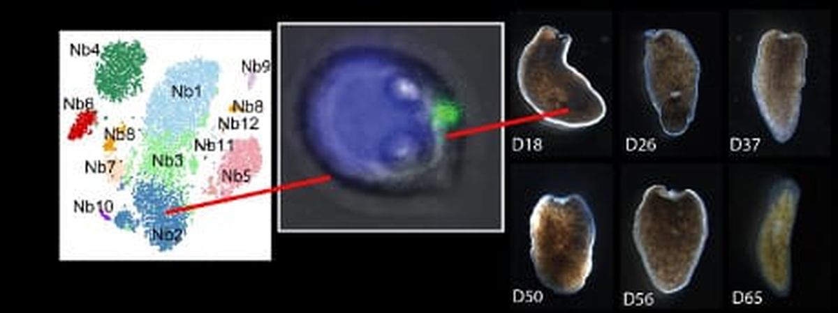 Giun đầu búa có thể sinh sản theo kiểu lưỡng tính, nhưng phương thức sinh sản phổ biến nhất là “phân mảnh”. Con giun sẽ tự làm đứt đuôi của nó để sinh sản. Ảnh: Lescienze