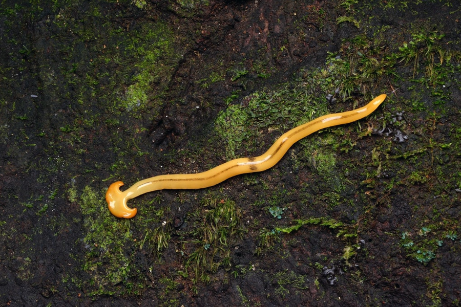 Bipalium có nghĩa là “hai xẻng”, nói về cái đầu kỳ lạ, mở rộng về hai bên là đặc điểm nhận diện các loài giun đầu búa. Ảnh: Focus
