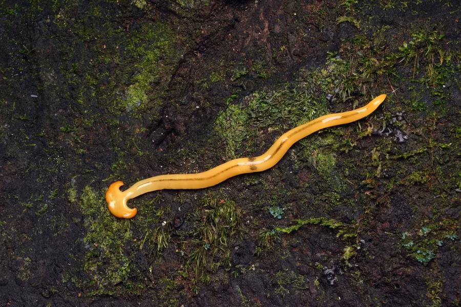 Bipalium có nghĩa là “hai xẻng”, nói về cái đầu kỳ lạ, mở rộng về hai bên là đặc điểm nhận diện các loài giun đầu búa. Ảnh: Focus