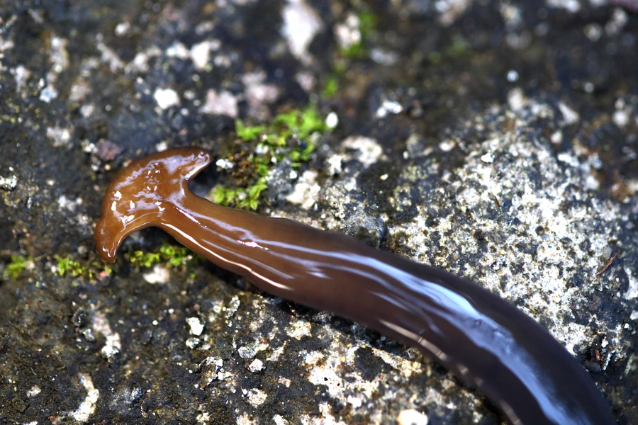 Chúng di chuyển bằng chất nhầy đặc và một cấu trúc đặc biệt gọi là “đế leo” – một miếng đệm được bao phủ bởi một chùm lông nhỏ. Ảnh: Wikipedia