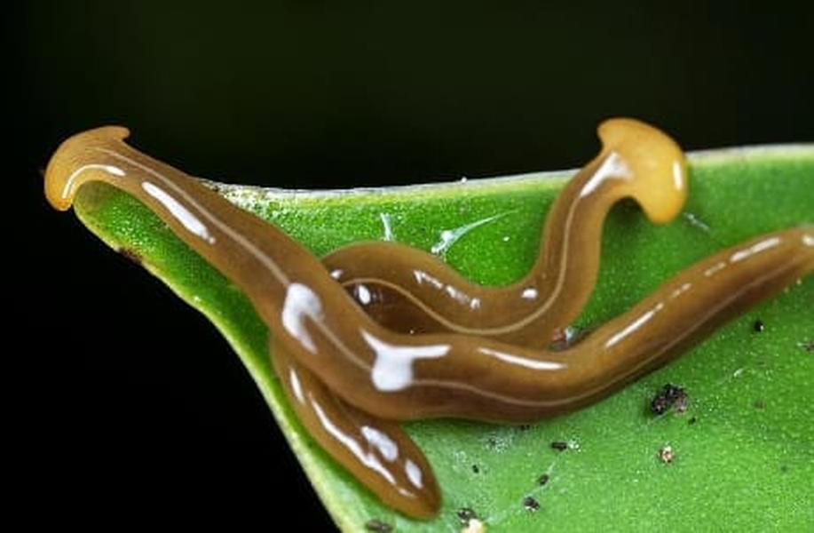 Có trên 60 loài giun đầu búa đã được tìm thấy. Chúng có kích thước từ vài cm cho tới nửa mét. Nhiều loài có sọc, khoang và màu sắc đa dạng. Ảnh: Lescienze