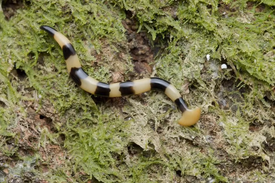 Sau 7 đến 10 ngày, phần đuôi sẽ tự mọc đầu để tạo thành một cá thể hoàn toàn mới. Trong thời gian này, con giun ban đầu cũng tự mọc đuôi mới. Chúng có thể lặp lại hành vi sinh sản đặc biệt này này vài lần mỗi tháng.