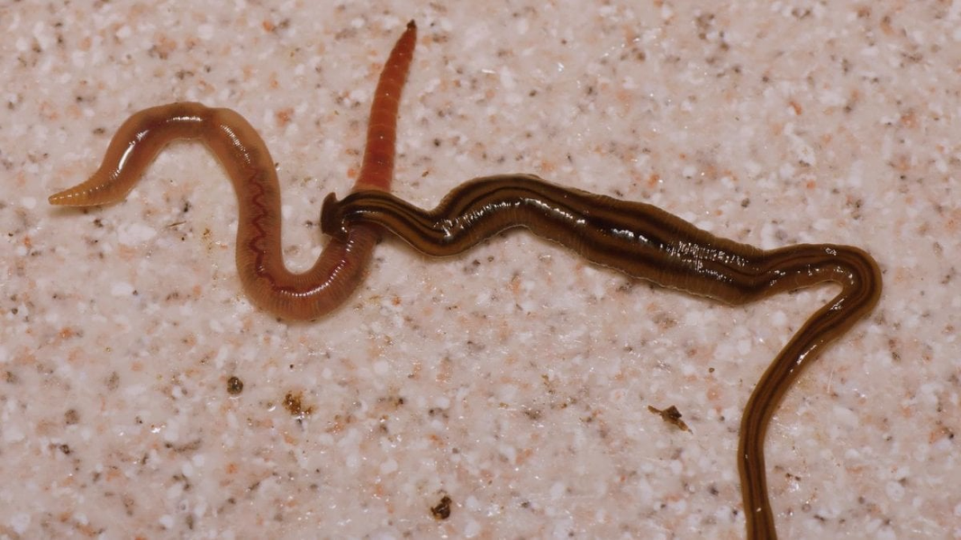 Cư trú ở khu vực nhiệt đới và cận nhiệt đới ở châu Á, châu Úc, Nam Mỹ và một số đảo Ấn Độ Dương – Thái Bình Dương, giun đầu búa (chi Bipalium) thuộc nhóm động vật không xương sống cổ xưa được gọi là giun dẹp trên cạn (họ Geoplanidae). Ảnh: Repubblica