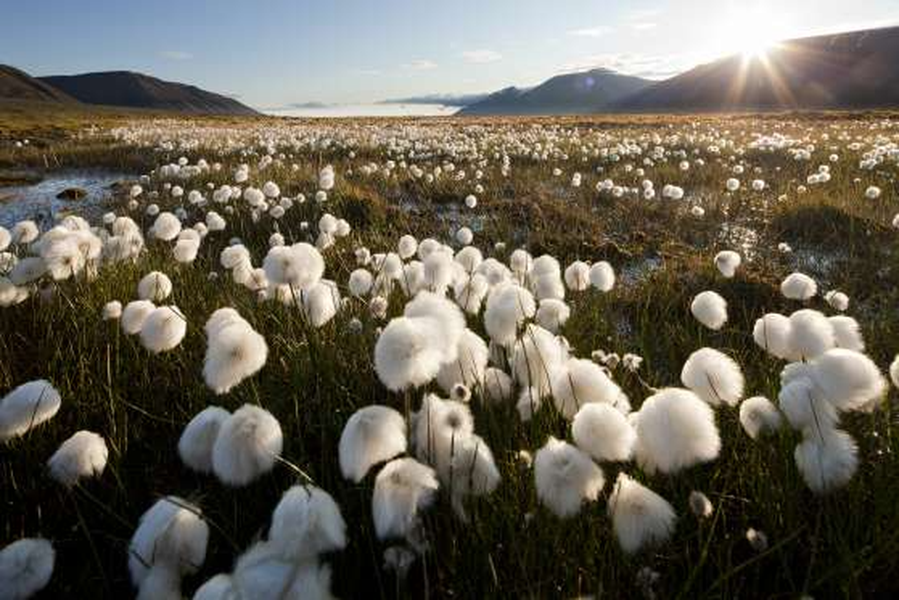 Longyearbyen, Na Uy: Cánh đồng cỏ bông ở phía bắc thung lũng núi Longyearbyen, thị trấn cực Bắc của thế giới. Mặt trời vào thời điểm Hạ chí chiếu sáng 24 giờ trong ngày.