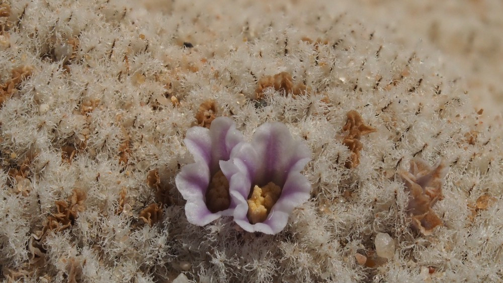 Là thực vật nhưng nó không quang hợp mà chỉ ký sinh vào loài khác như kiều mạch hoang dã (wild buckwheat) và cây ragweed. Pholisma sonorae bám vào rễ vào cây chủ này để hút dinh dưỡng, nhưng điều đáng ngạc nhiên là nó không làm tổn thương hay làm suy yếu đáng kể cây chủ của mình.
