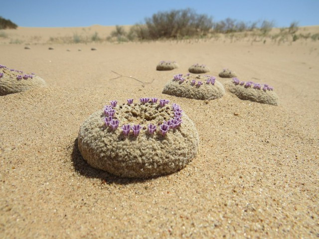 Pholisma sonorae hiện đang đứng trước nguy cơ tuyệt chủng. Môi trường sống tự nhiên của loài cây này – những bãi cát lỏng lẻo và di động quanh vùng Yuma, Arizona, và trải dài sang California và Mexico – đang ngày càng bị thu hẹp do sự mở rộng của hoạt động nông nghiệp và việc sử dụng xe địa hình.