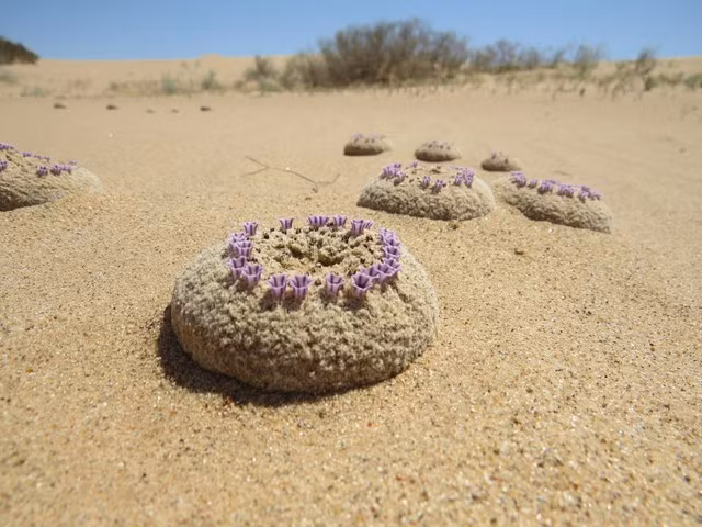 Pholisma sonorae hiện đang đứng trước nguy cơ tuyệt chủng. Môi trường sống tự nhiên của loài cây này – những bãi cát lỏng lẻo và di động quanh vùng Yuma, Arizona, và trải dài sang California và Mexico – đang ngày càng bị thu hẹp do sự mở rộng của hoạt động nông nghiệp và việc sử dụng xe địa hình.