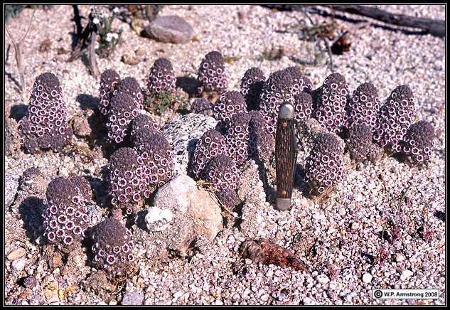 Nỗ lực bảo tồn Pholisma sonorae đang đối mặt với nhiều thách thức lớn. Một trong những khó khăn chính là việc trồng loài cây này trong môi trường phòng thí nghiệm. Dù đã có nhiều nỗ lực để thử nghiệm và tái tạo, nhưng kết quả cho đến nay vẫn chưa đạt được thành công.