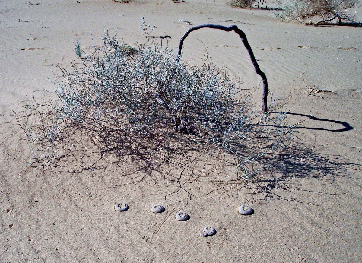 Mặc dù khắc nghiệt, sa mạc cũng có những khoảnh khắc hiếm hoi của sự sống động và nở hoa. Vào mùa nở hoa, thường từ tháng tư đến tháng sáu, Pholisma sonorae sẽ tạo ra những bông hoa nhỏ màu tím nhạt.