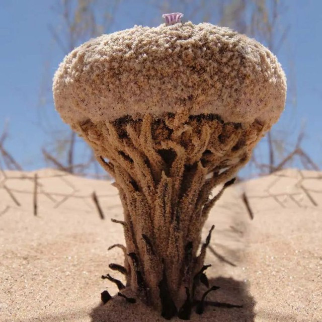 Pholisma sonorae là một trong những loài thực vật hiếm hoi không có chất diệp lục, điều khiến nó khác biệt với hầu hết các loài thực vật khác. Thay vì màu xanh lá cây đặc trưng của cây cối, loài cây này lại mang sắc xám hoặc nâu nhạt, đôi khi bị nhầm lẫn với các loại nấm đất cằn.