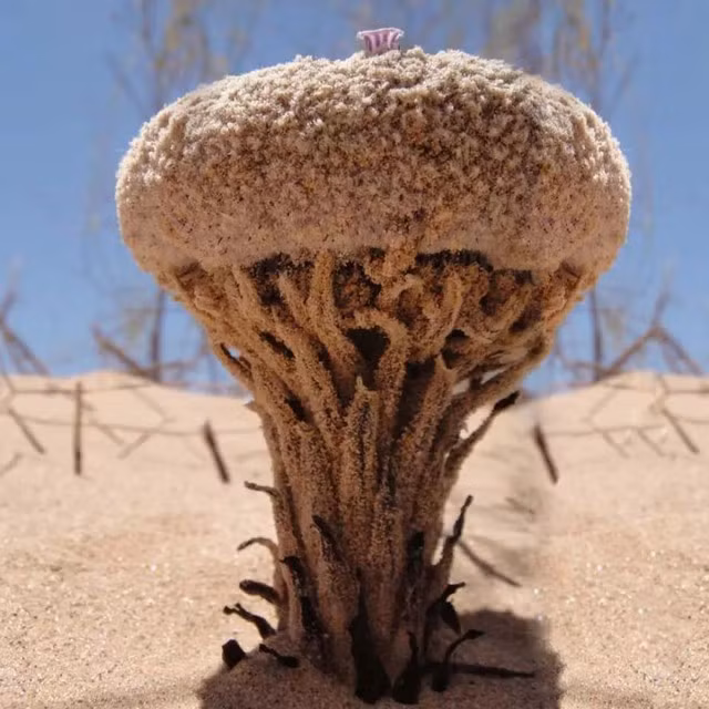 Pholisma sonorae là một trong những loài thực vật hiếm hoi không có chất diệp lục, điều khiến nó khác biệt với hầu hết các loài thực vật khác. Thay vì màu xanh lá cây đặc trưng của cây cối, loài cây này lại mang sắc xám hoặc nâu nhạt, đôi khi bị nhầm lẫn với các loại nấm đất cằn.