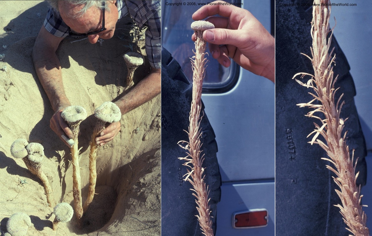 Phần lớn của Pholisma sonorae nằm ẩn sâu trong cát, với thân cây dày và dài có thể kéo dài tới hai mét xuống lòng đất. Phần nhô lên trên bề mặt chỉ là phần đỉnh nhỏ của thân cây, nhìn như một bề mặt hình cầu, nhưng bên dưới đó là một hệ thống rễ và thân lớn mạnh, phát triển sâu trong cát để tìm kiếm dưỡng chất và duy trì sự sống trong điều kiện môi trường khắc nghiệt.