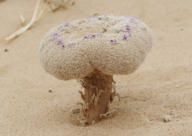 Đây là một loài cây ký sinh đang trên bờ vực tuyệt chủng và có một câu chuyện sinh tồn đầy kỳ lạ và phi thường giữa vùng đất sa mạc khô hạn, trên những cồn cát bỏng rát của Tây Nam Hoa Kỳ, nơi ít sinh vật có thể sinh tồn